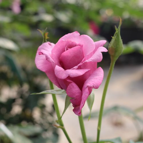 Rosa Barbra Streisand™ - rosa - Árbol de Rosas Híbrido de Té - rosal de pie alto- forma de corona de tallo recto